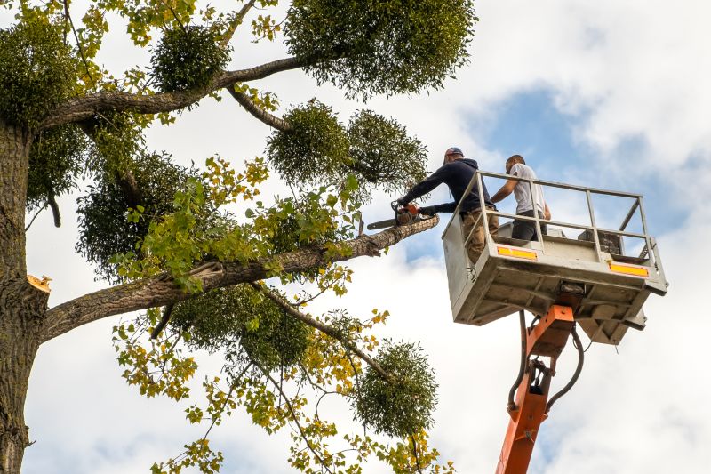 Tree Service detail