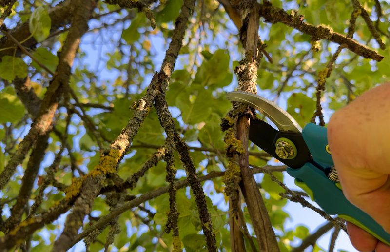 Oak Tree Pruning