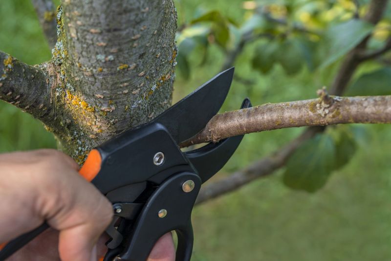 Peach Tree Trimming