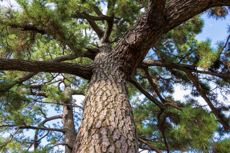 Pine Tree Pruning