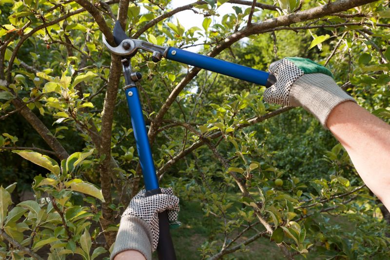 Tree Lopping Service