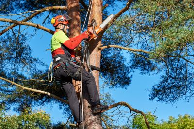 Specialized Tree Care Professionals