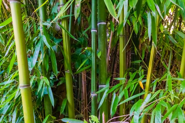 Cost of Bamboo Trimming in Citrus Heights