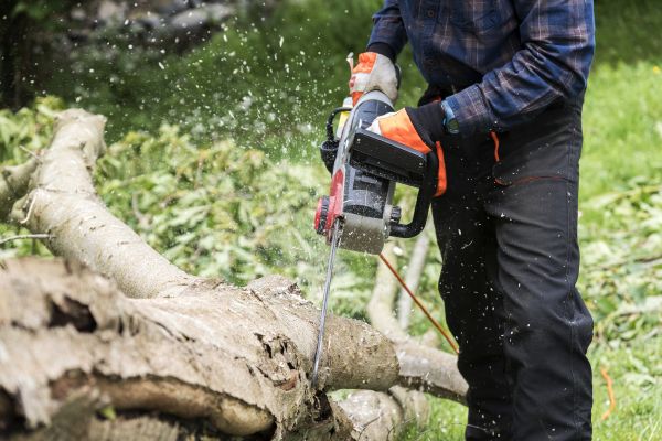 Cost of Branch Removal Service in Citrus Heights