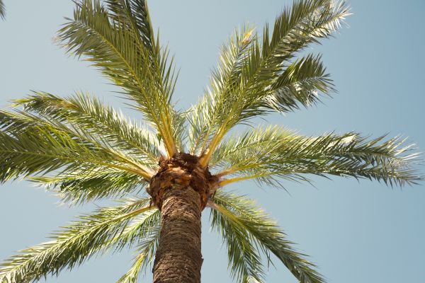 Palm Tree Pruning in Citrus Heights
