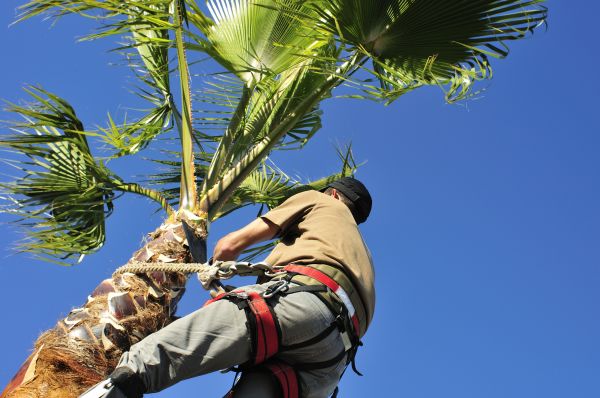 Palm Tree Trimming in Citrus Heights