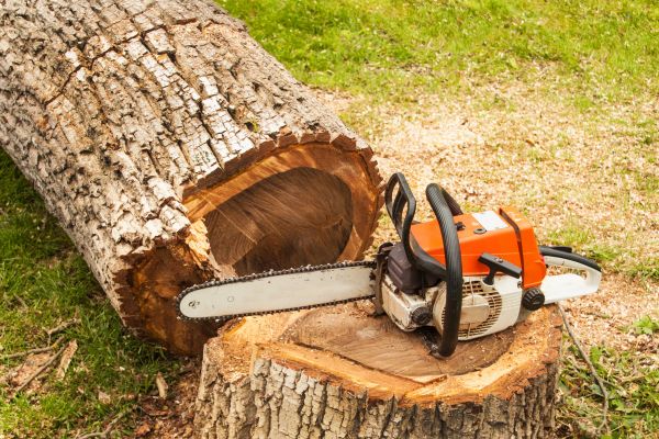Tree Cutting Service in Citrus Heights