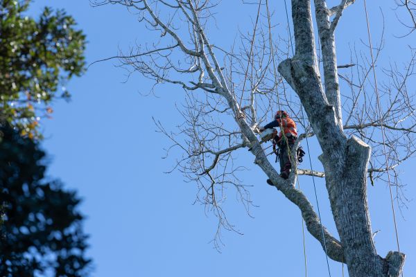 Cost of Tree Topping Service in Citrus Heights