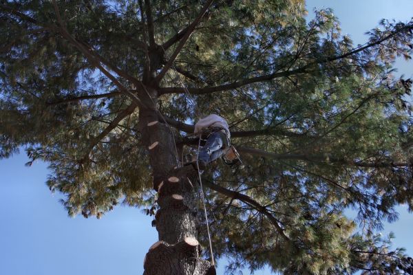 Cost of Trimming Service in Citrus Heights