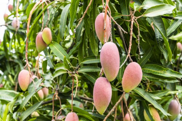 Cost of Mango Tree Trimming in Citrus Heights