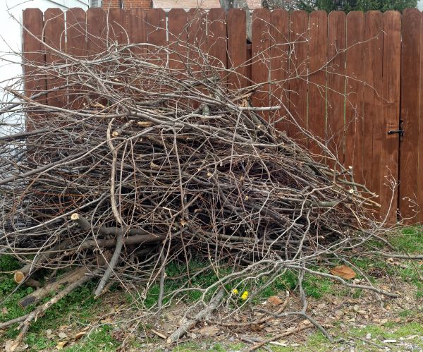 Cost of Dead Branch Removal in Citrus Heights