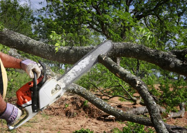 Cost of Tree Branch Cutting in Citrus Heights