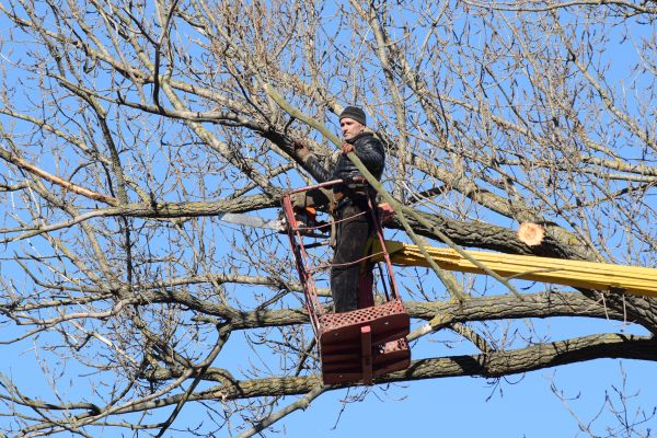 Cost of Emergency Tree Trimming in Citrus Heights