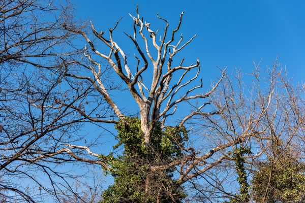 Cost of Deadwood Removal in Citrus Heights