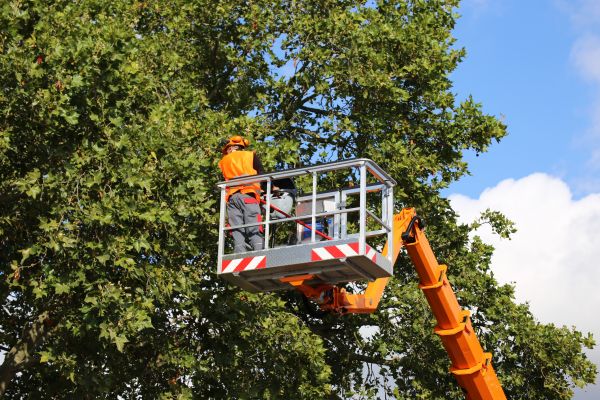 Commercial Tree Service in Citrus Heights