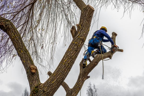 Cost of Tree Maintenance Service in Citrus Heights