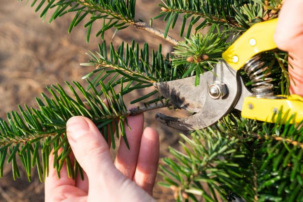 Pine Tree Pruning in Citrus Heights
