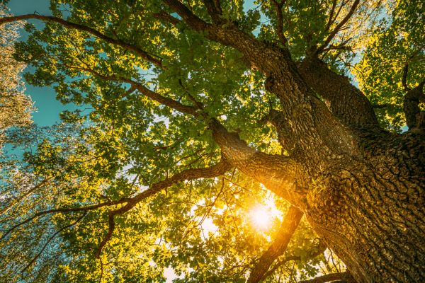 Oak Tree Pruning in Citrus Heights