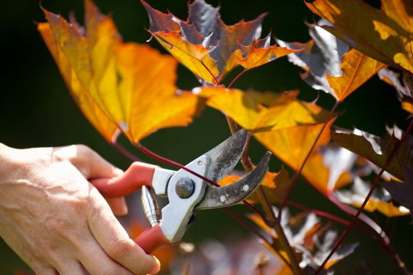Maple Tree Pruning in Citrus Heights