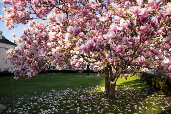 Cost of Magnolia Tree Pruning in Citrus Heights