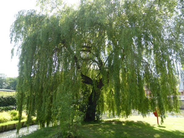 Cost of Willow Tree Trimming in Citrus Heights