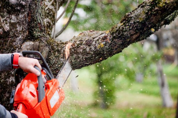 Tree Limbs Removal in Citrus Heights