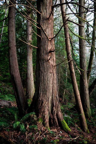 Cost of Cedar Tree Trimming in Citrus Heights