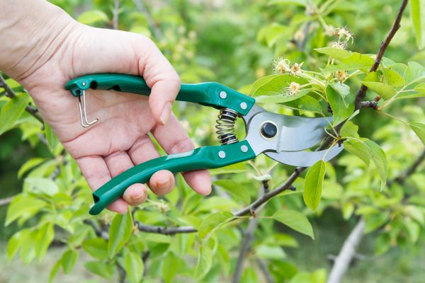 Pear Tree Pruning in Citrus Heights