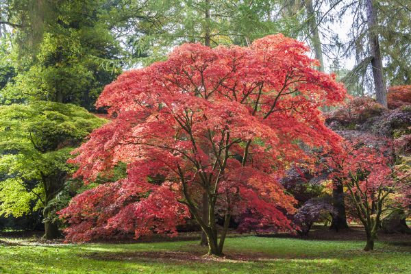 Japanese Maple Pruning in Citrus Heights