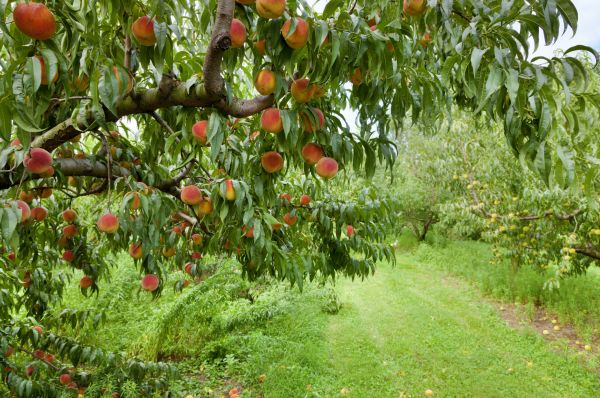 Peach Tree Pruning in Citrus Heights