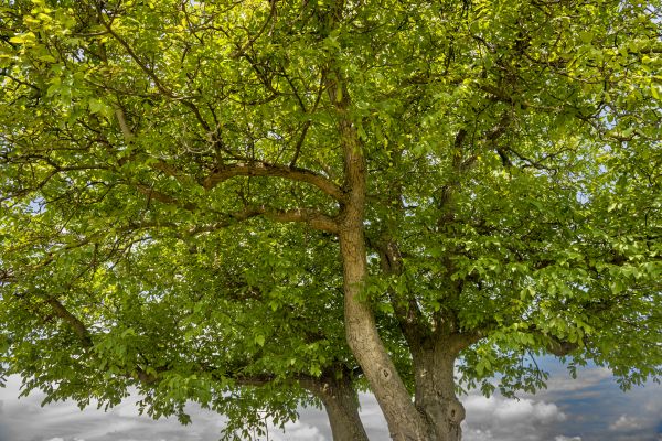 Cost of Walnut Tree Trimming in Citrus Heights