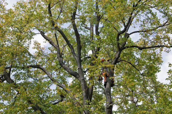 Cost of Tree Crown Shaping in Citrus Heights