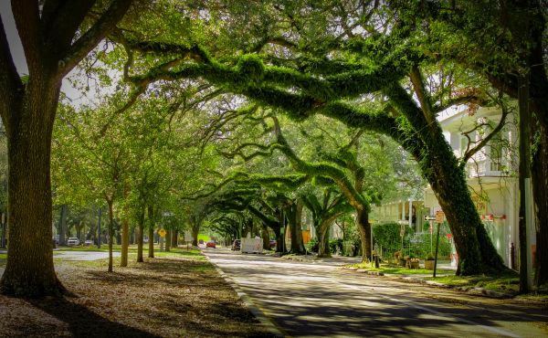 Cost of Tree Canopy Thinning in Citrus Heights
