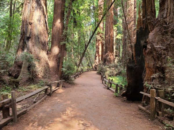 Cost of Redwood Tree Pruning in Citrus Heights
