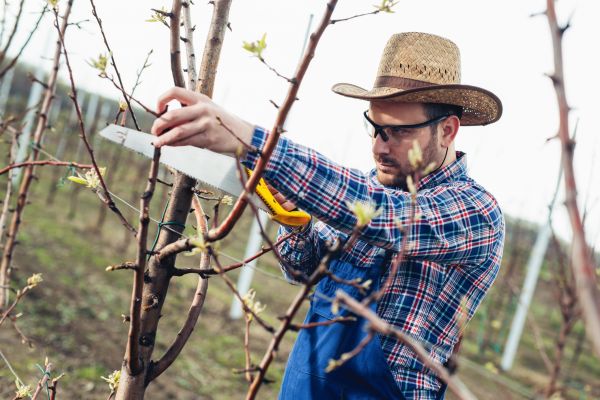 Cost of Orchard Tree Pruning in Citrus Heights