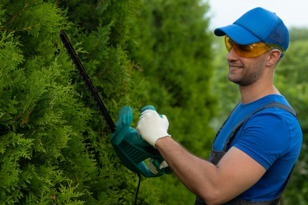 Cost of Tree Shaping Service in Citrus Heights