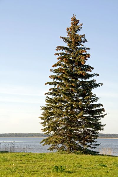 Cost of Spruce Tree Pruning in Citrus Heights