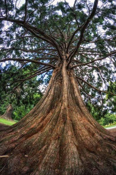 Cost of Cedar Tree Pruning in Citrus Heights