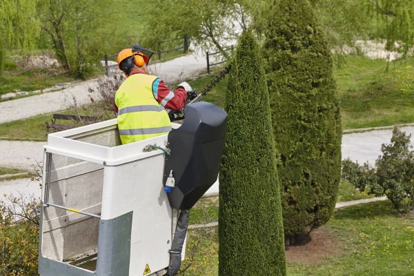 Cost of Cypress Tree Pruning in Citrus Heights