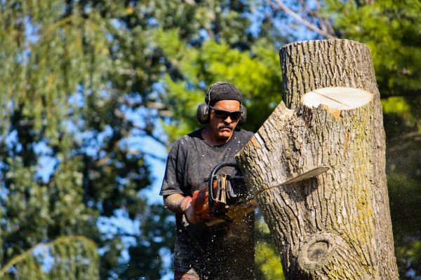 Cost of Ash Tree Pruning in Citrus Heights