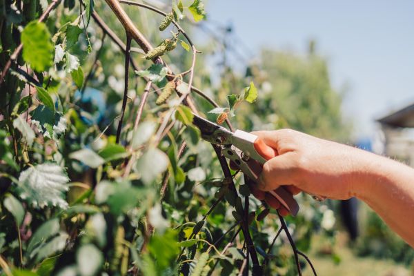 Cost of Birch Tree Pruning in Citrus Heights
