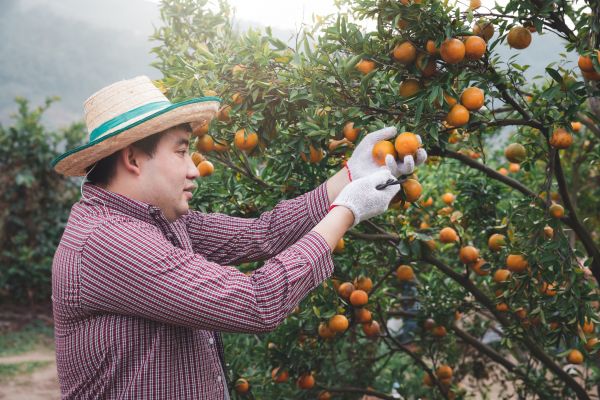 Cost of Orange Tree Pruning in Citrus Heights