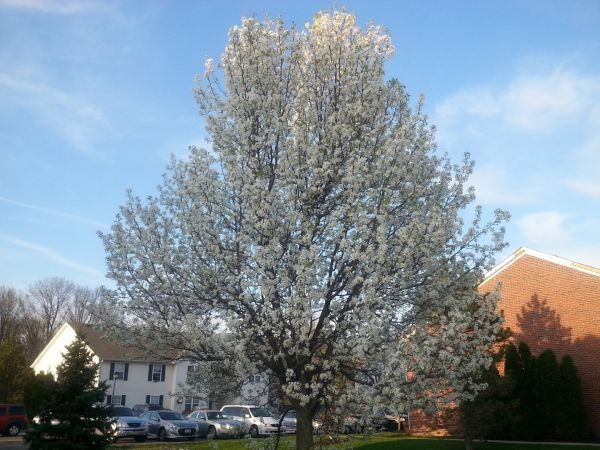 Cost of Bradford Pear Tree Pruning in Citrus Heights