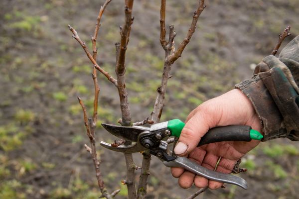 Pear Trees Pruning in Citrus Heights
