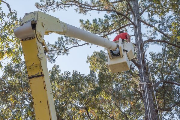 Cost of Limbs Trimming in Citrus Heights