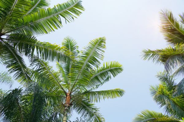 Cost of Queen Palm Tree Trimming in Citrus Heights