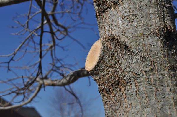 Cost of Limb Pruning in Citrus Heights
