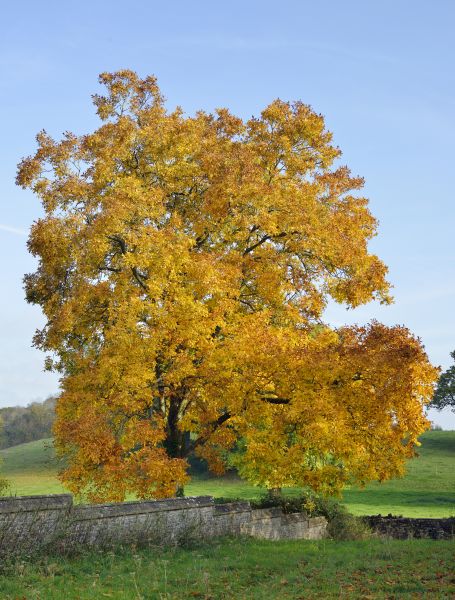Cost of Hickory Tree Trimming in Citrus Heights