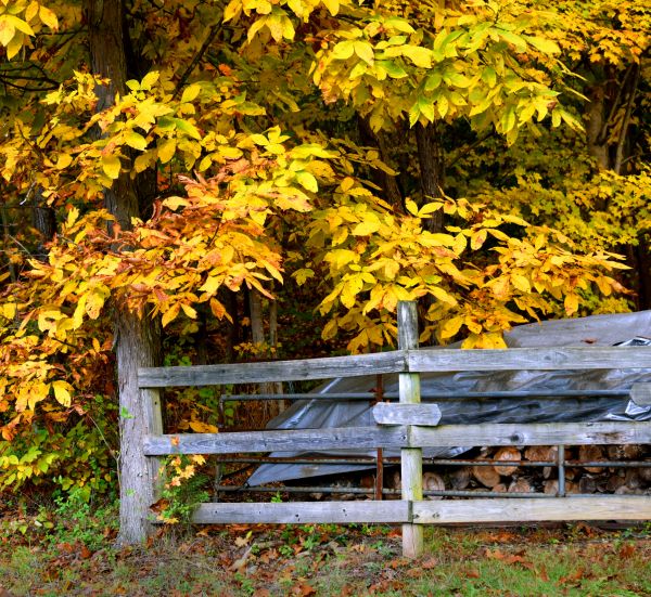 Cost of Hickory Tree Pruning in Citrus Heights