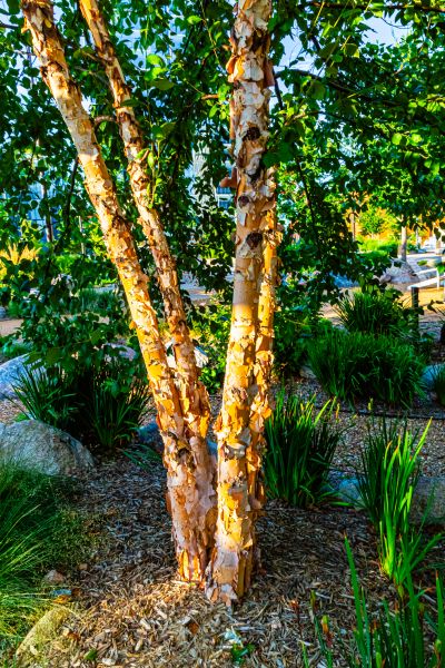 Cost of River Birch Trimming in Citrus Heights